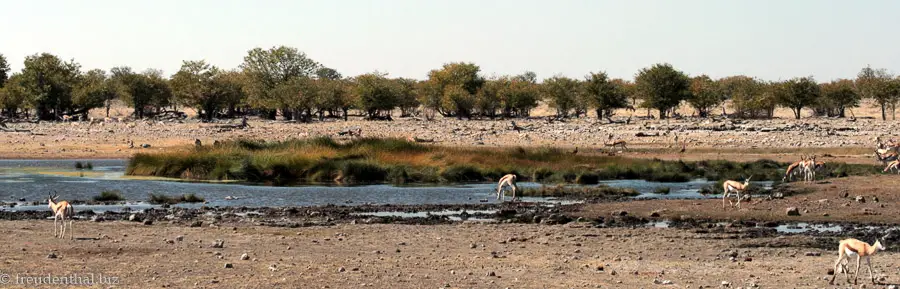 eine der natürlichen Wasserstellen im Etosha Nationalpark