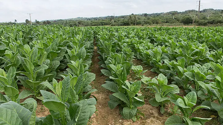 Tabakplantage bei Las Ovas nahe Pinar del Rio