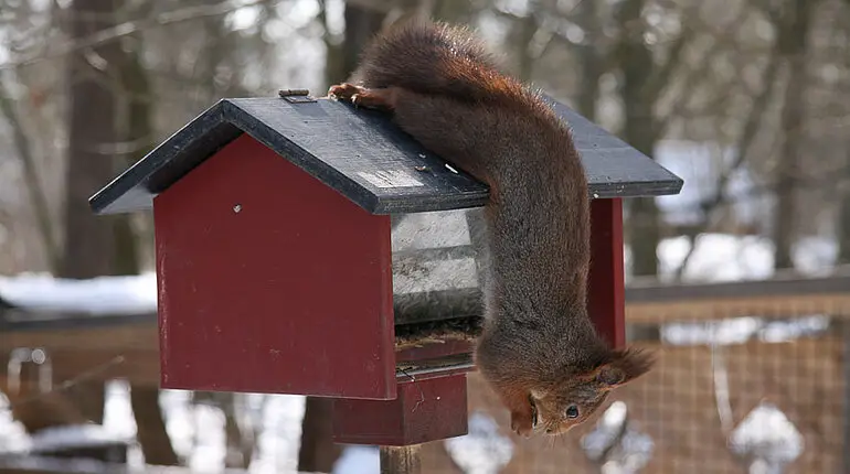 Eichhörnchen bedient sich beim Vogelfutter in Skansen