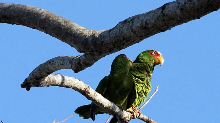 zwei Papageien haben sich lieb - an der Playa Samara