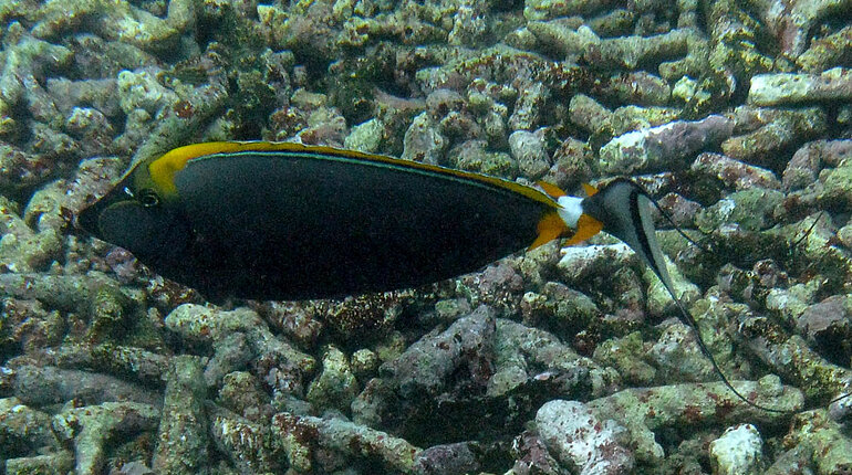 Eleganter Nasendoktor (Elegant Unicornfish, Naso elegans)