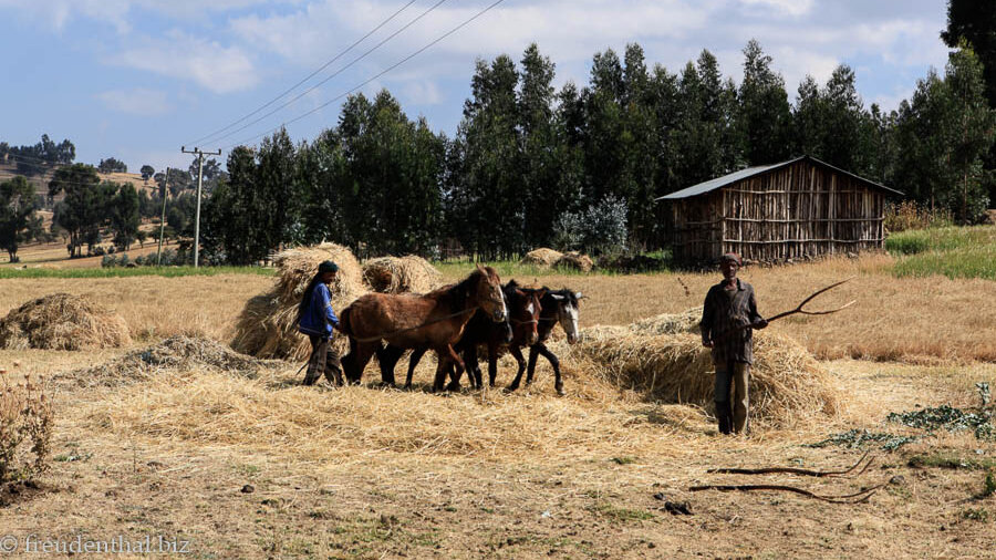 Bauern bei der Arbeit nahe Amba Giorgis