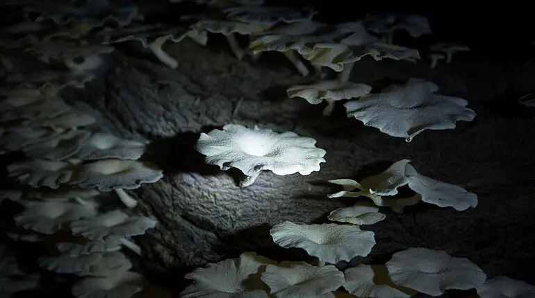 Pilze in der Tropfsteinhöhle von Viñales