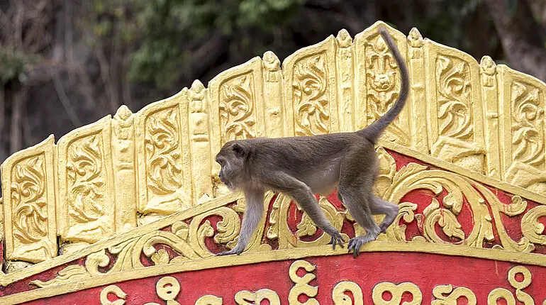 Makake läuft über das goldene Dach