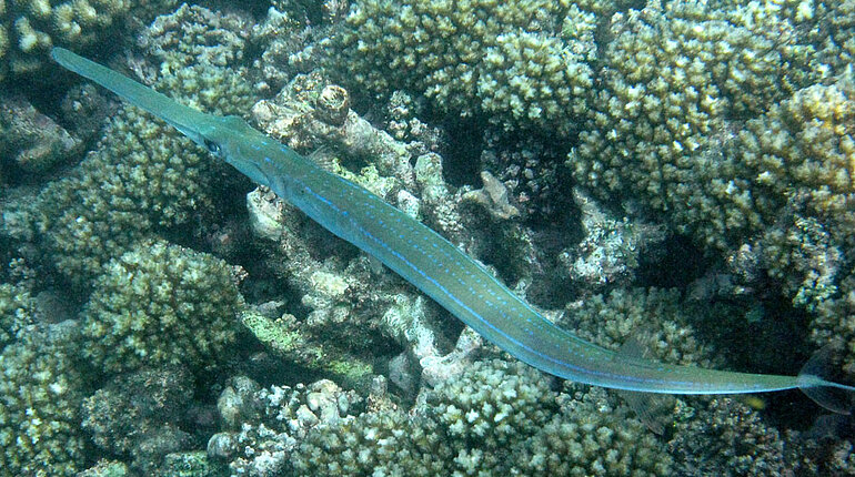 Flötenfisch (Fistularia commersonii)
