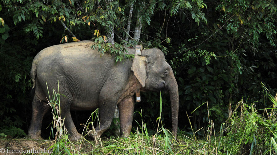 Borneo-Elefanten am Ufer des Kinabatangan