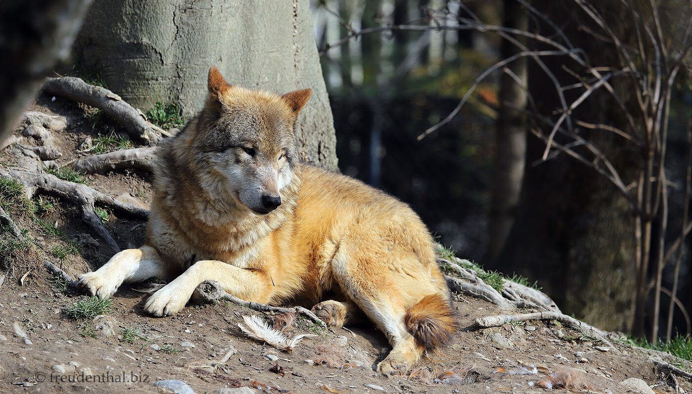 Wolf im Zürcher Zoo