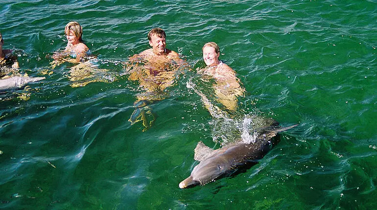 Delfine haben ganz schön harte Flossen