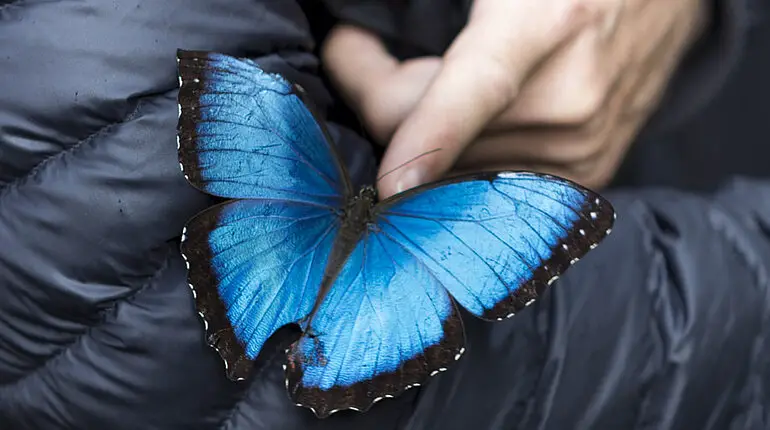 Ein Blauer Morphofalter im Schmetterlingshaus von Quindío.