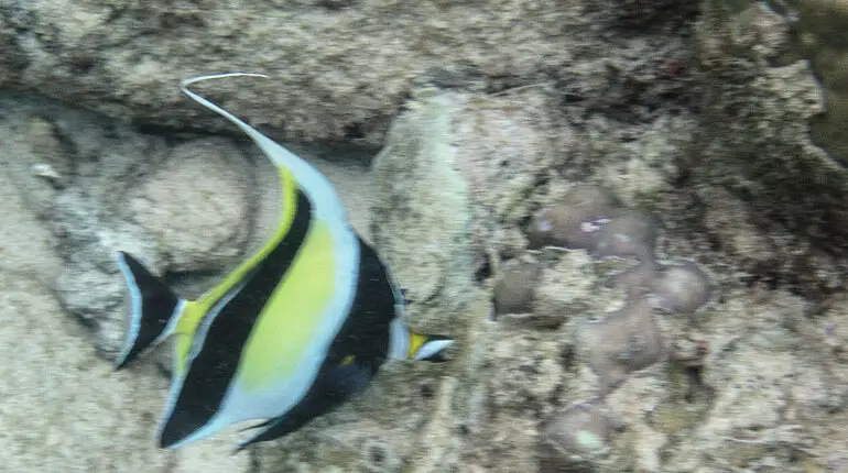 Halfterfisch (Zanclus cornutus) auf Ko Raya