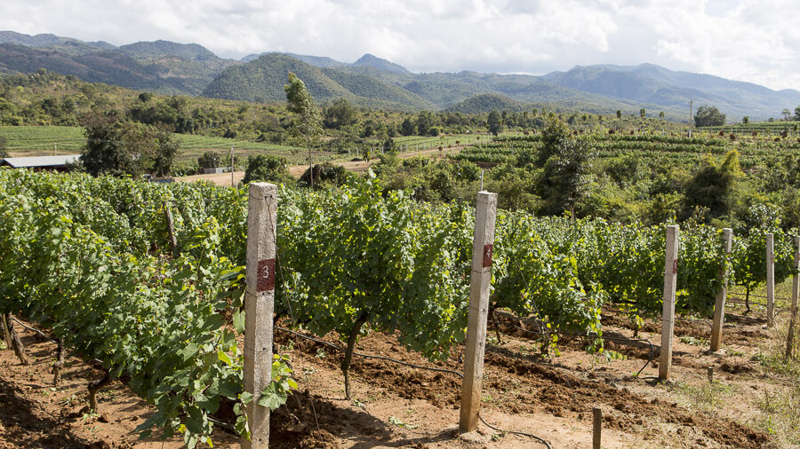 Weinanbaugebiet beim Inle-See von Myanmar