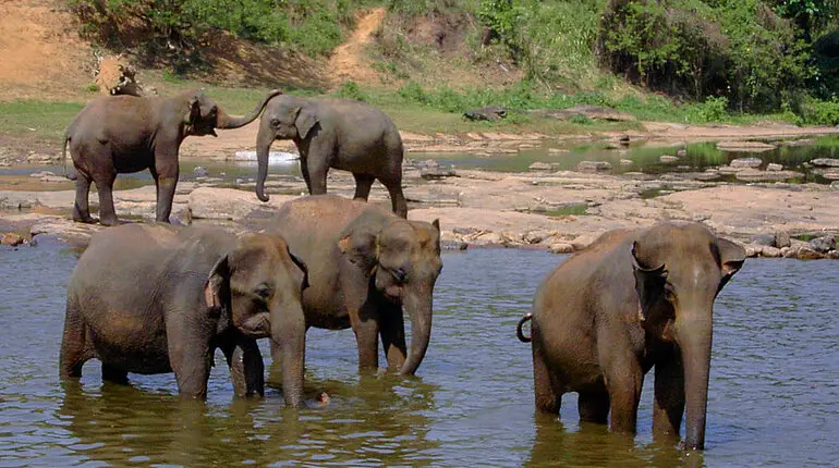 Pinnawela - Elefanten im Wasser