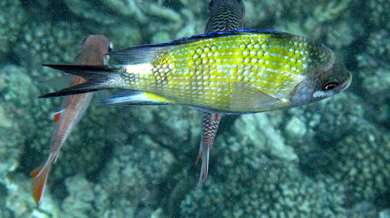 schöner Fisch bei der Île Cocos