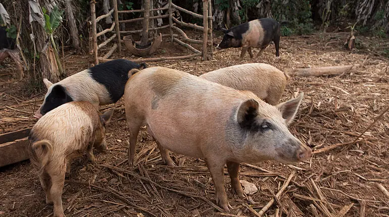 Schweine beim Bauernhof im Tal von Viñales