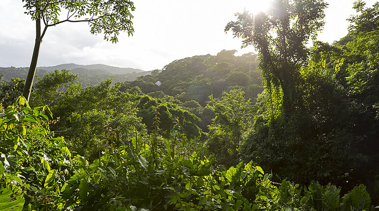 Dschungel beim Parque Nacional Natural Tayrona