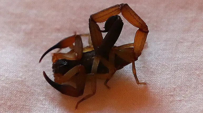 Ein Skorpion im Bett - Hotel Flor de Bromelia