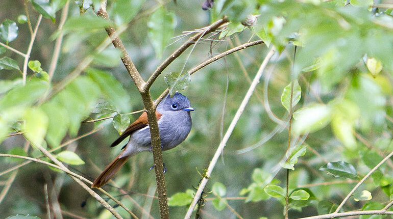 schöner Vogel auf La Réunion