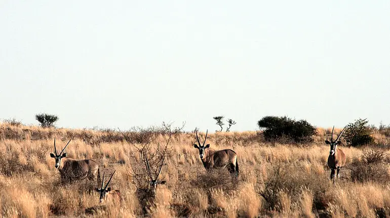 Oryx Antilopen in der Abendsonne der Kalahari