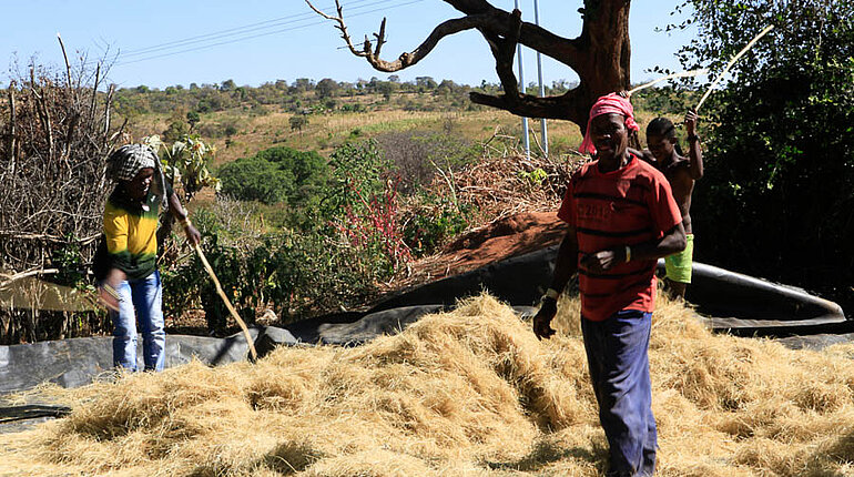 Benna-Bauern beim dreschen von Teff - Äthiopien Benna