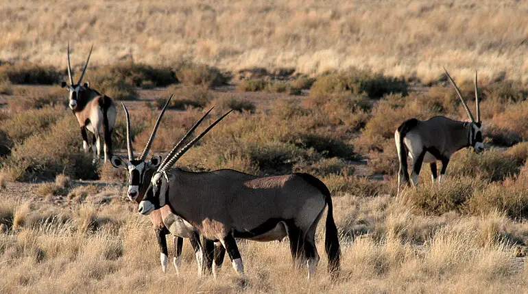Oryx Antilopen in der Kalahari Halbwüste