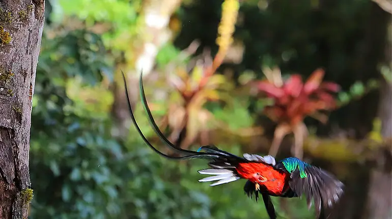 Quetzal verlässt seine Bruthöhle