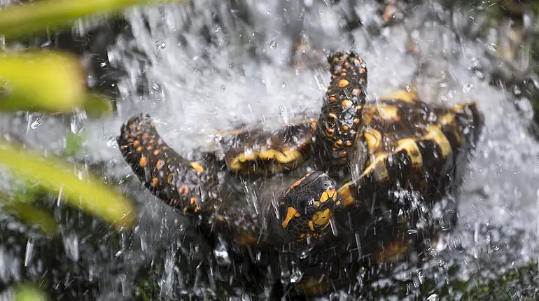 Eine Schildkröte auf der Flucht - Quindío Botanical Garden - Rettung naht.
