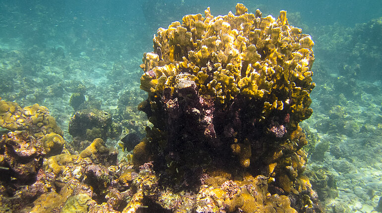 Koralle an der Punta Brava bei den Islas del Rosario