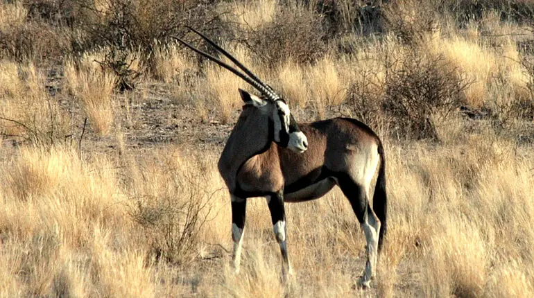 Oryx Antilope - Pate des Einhorns