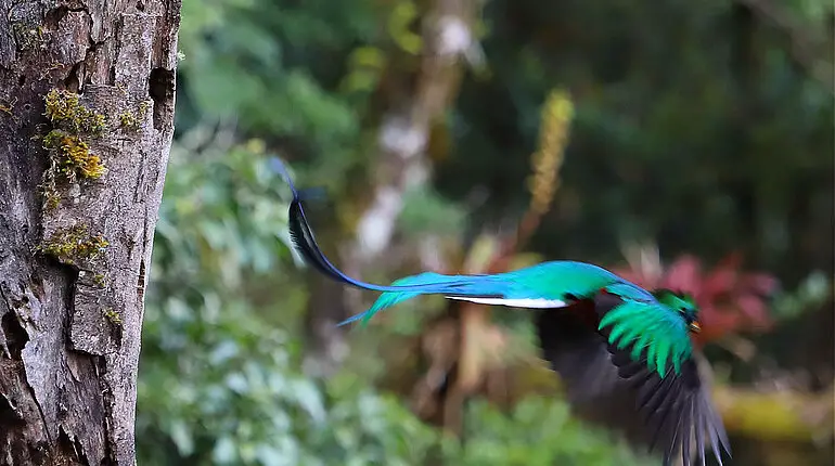 Quetzal im Flug