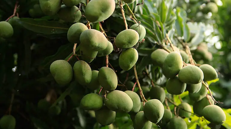 Überall wachsen Mango auf dem Weg zu den Ari-Siedlungen.