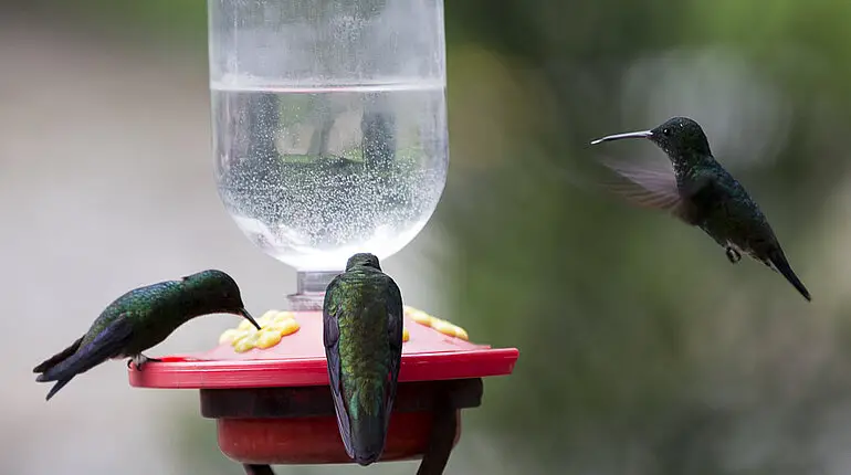 Kolibris an der Nektarstation im Quindío Botanical Garden