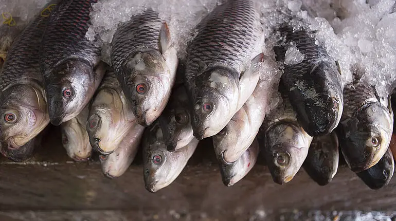 Fisch unter Eis auf dem Markt von Hpa An
