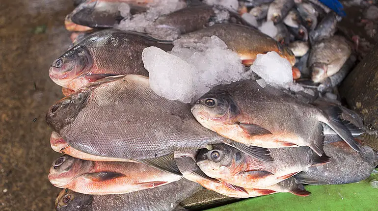 frischer Fisch auf dem Markt von Hpa An