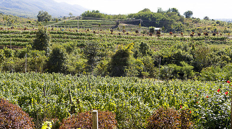 im Weinanbaugebiet von Myanmar