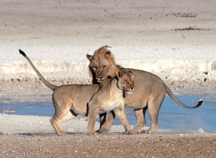 Löwen in Etosha