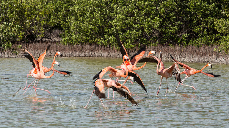 Flamingos in der Laguna de las Salinas