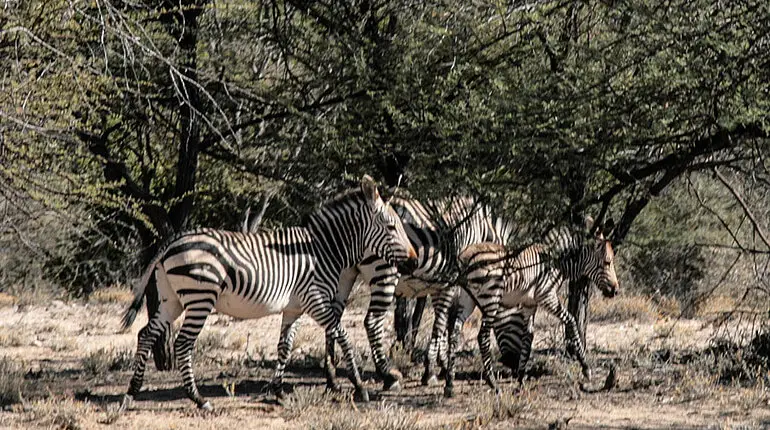 Berg-Zebras bei Omaruru