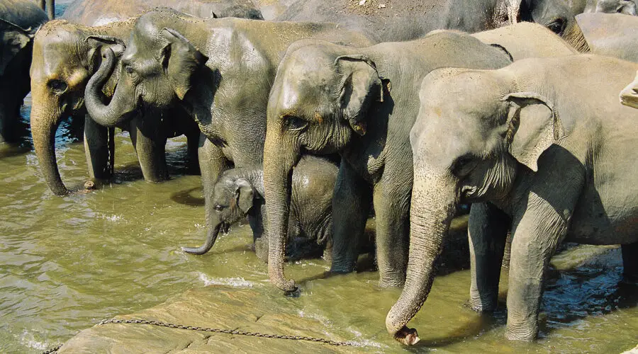 Pinnawela - Elefantenbad